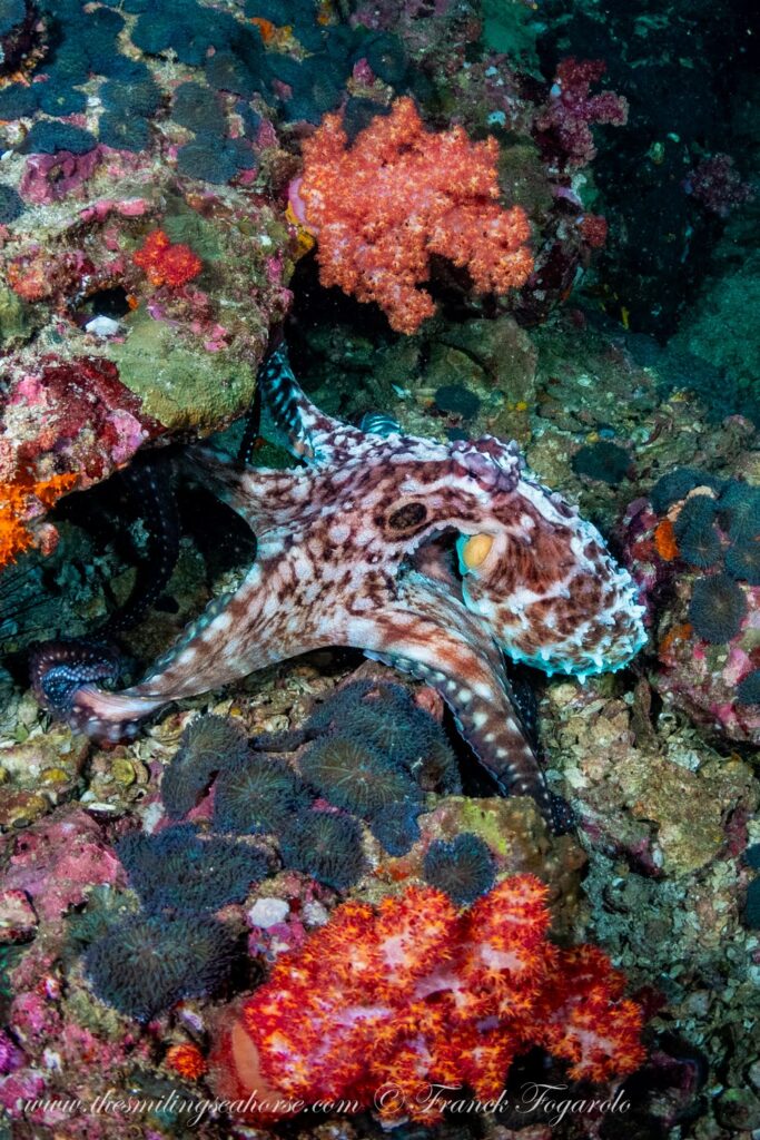 Day octopus underwater on a tropical reef