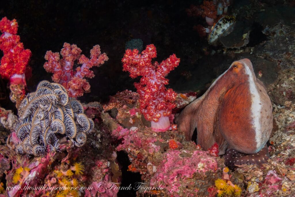 Day octopus displaying the intelligence and behaviour of this remarkable cephalopod