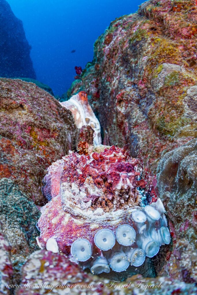Day octopus underwater in the Andaman Sea