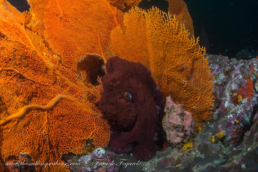 Common reef octopus on a tropical reef