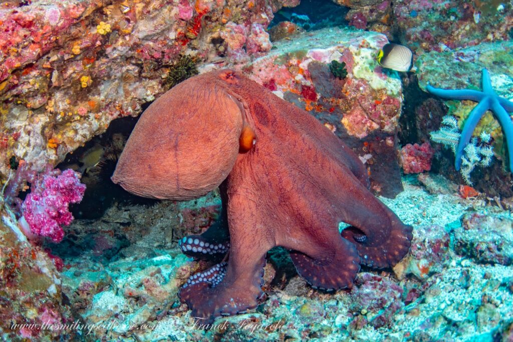 Day octopus swimming using jet propulsion
