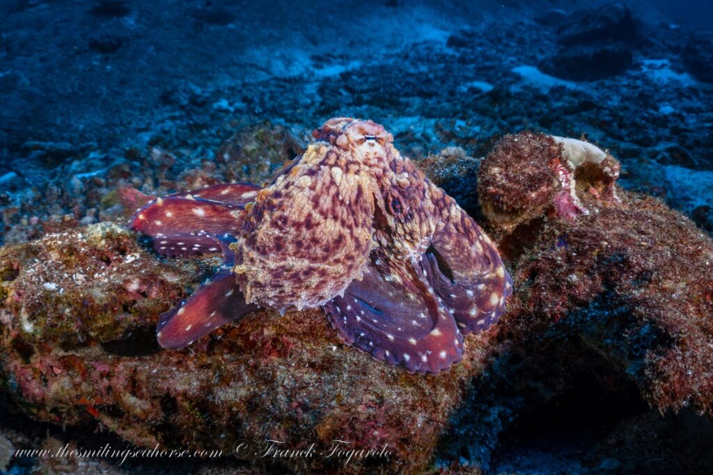 Day octopus using camouflage while hunting on a reef