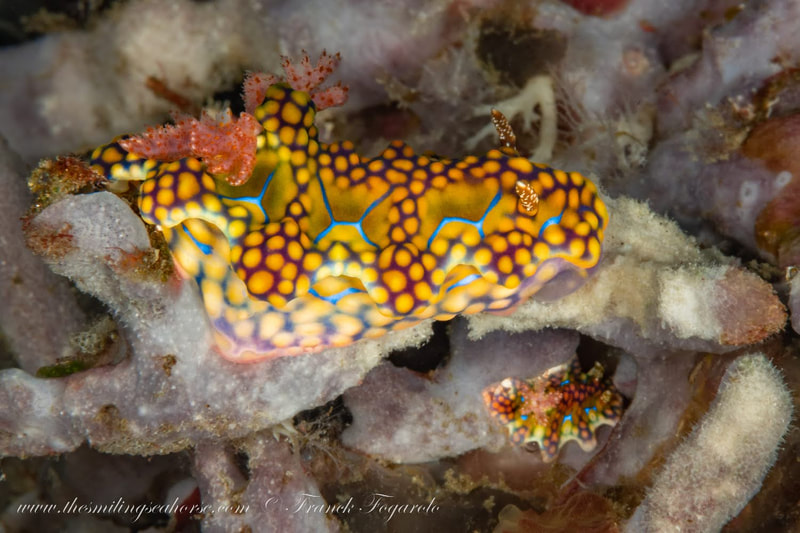 Miamira sinuata – Netted Miamira