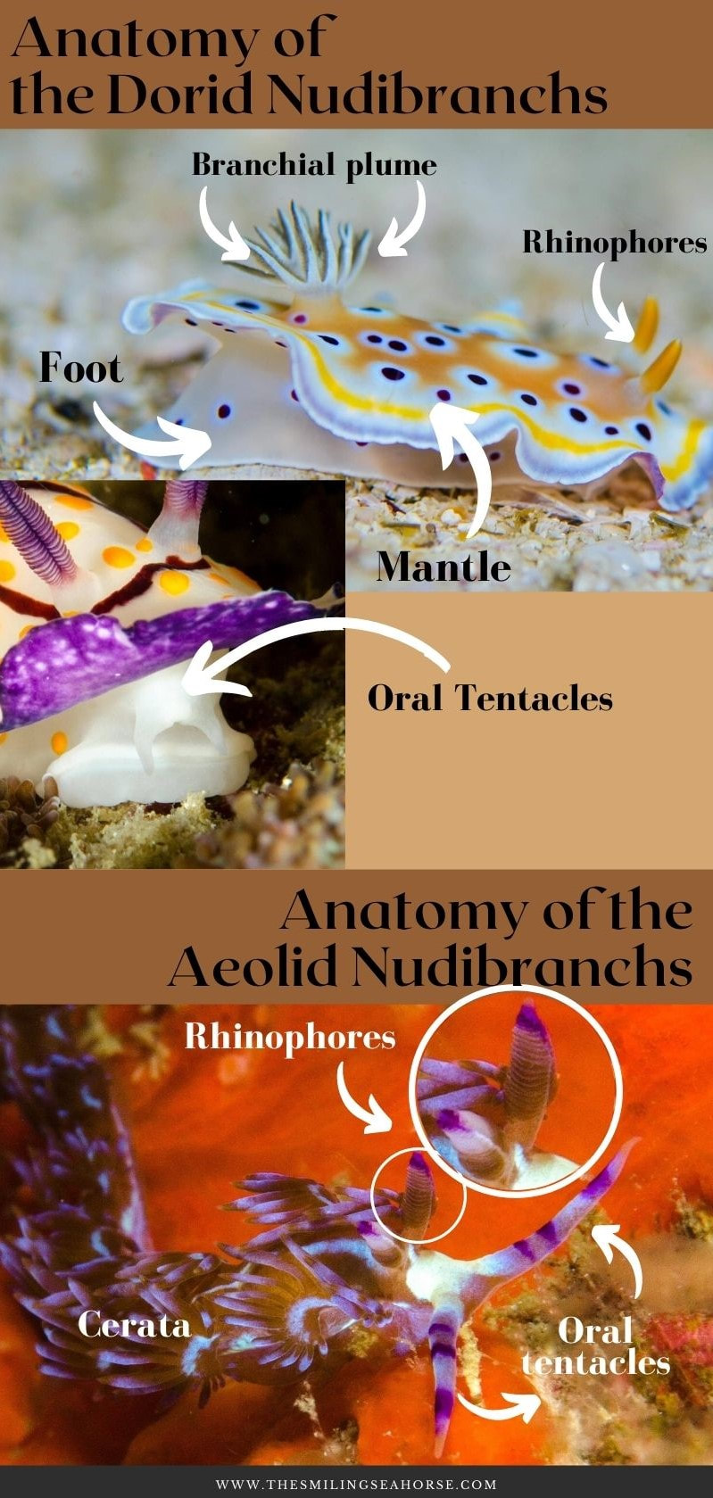 Nudibranch identification infographic