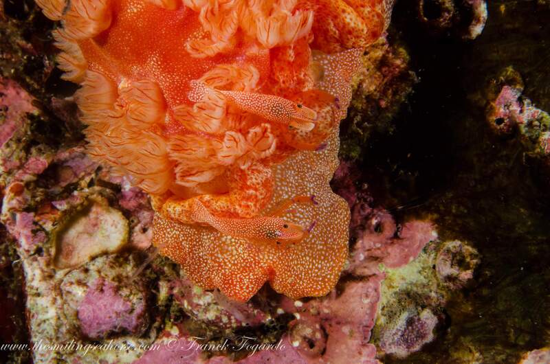 Emperor shrimp hitching a ride on a Hexabranchus sanguineus