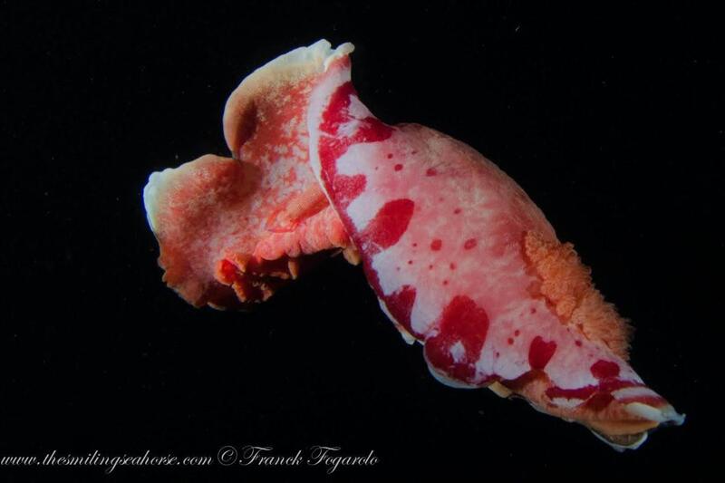 Hexabranchus sanguineus aka Spanish dancer