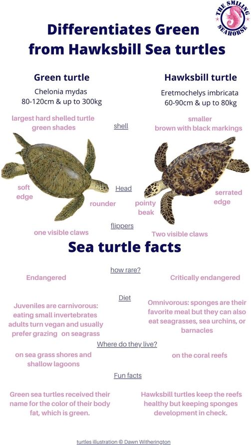 Hawksbill turtle versus green turtle identification infographic
