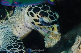Hawksbill turtle eating a sponge on a coral reef
