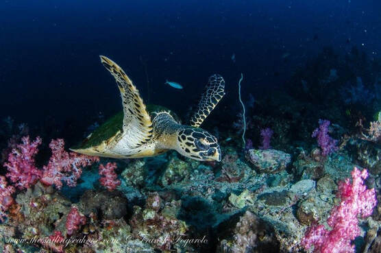 Adult hawksbill turtle on a tropical coral reef