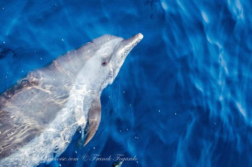 Dolphin swimming near the surface in the Andaman Sea