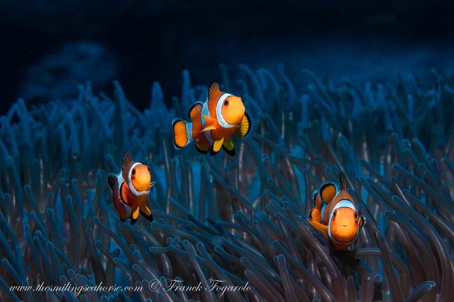 A small group of clownfish sheltering inside a sea anemone