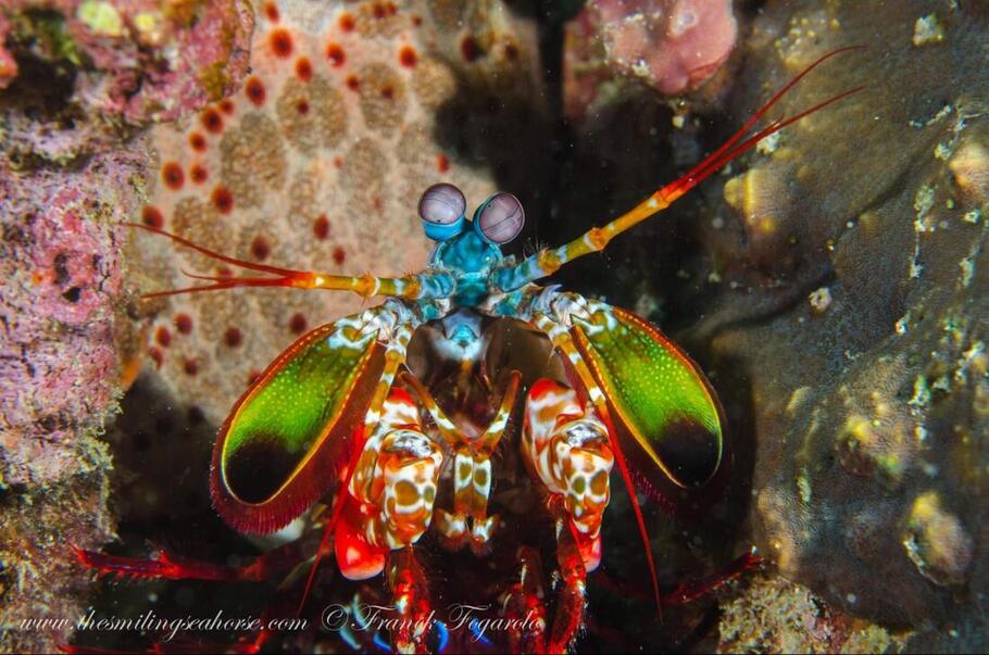 Mantis shrimp emerging from its burrow on the reef