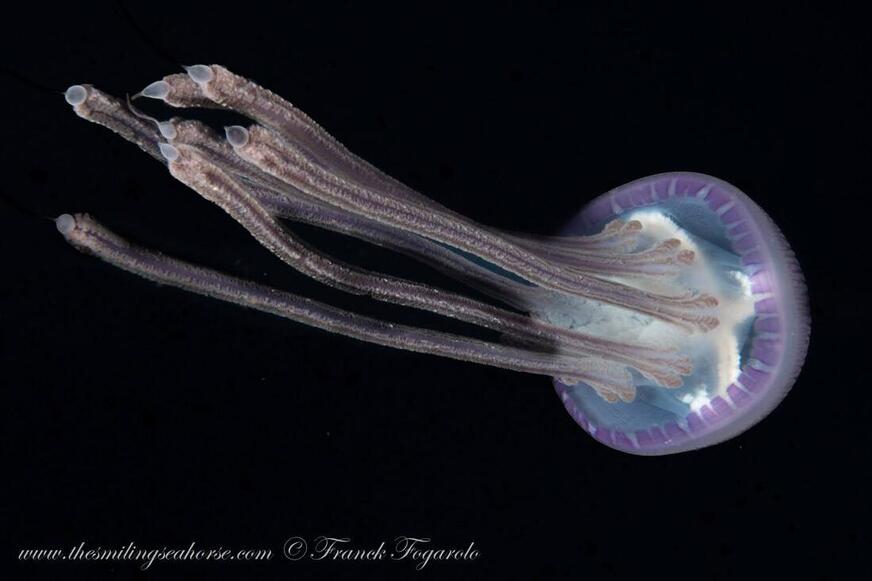 Jellyfish drifting in open water during a blackwater dive