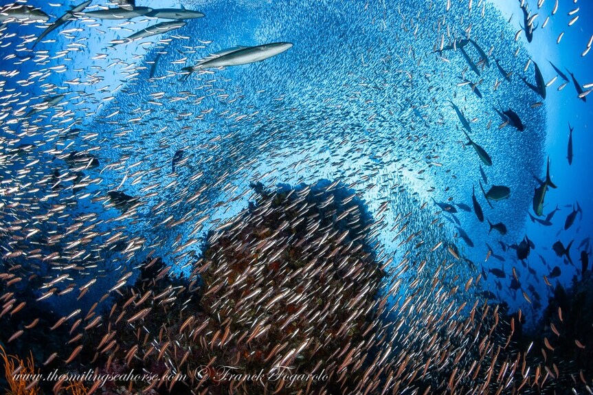 A dense school of fish surrounding coral reef at Richelieu Rock, Thailand
