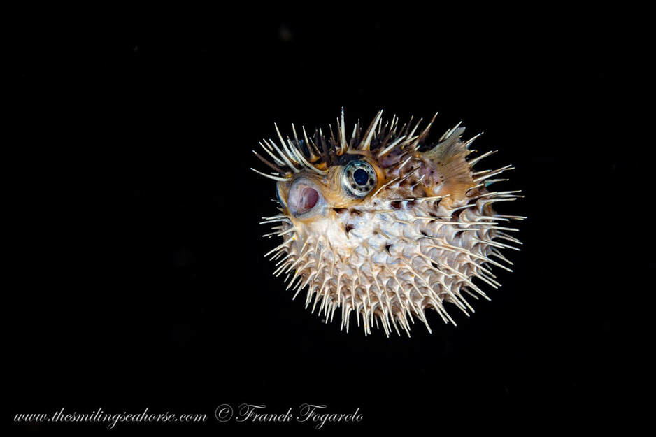 Small juvenile pufferfish drifting in open water during a blackwater dive