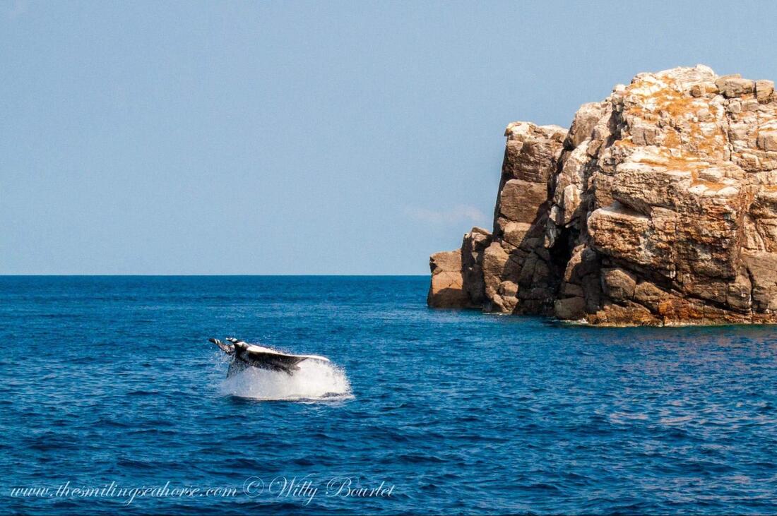 Manta ray leaping out of the water