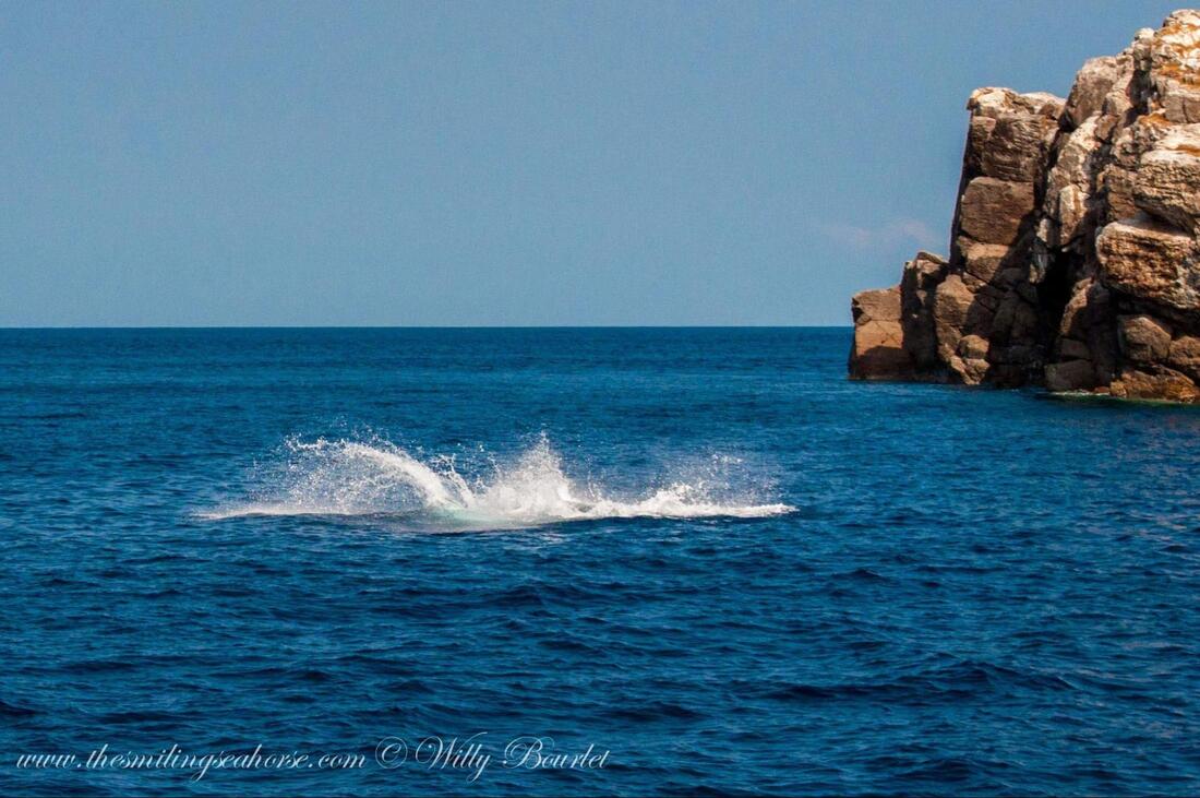 Manta ray leaping out of the water