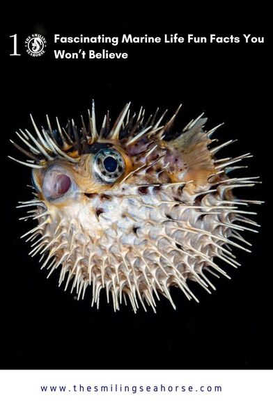 Vibrant marine life in the Andaman Sea