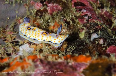 Goniobranchus annulatus